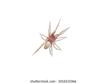 Spider Argyroneta Aquatica Isolated On White Background