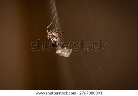 A spider attacking and wrapping up an insect that was caught in its web