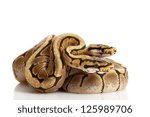 Spider Ball Python (Python regius) isolated on white background.