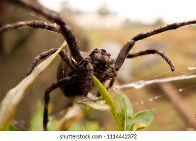 Barn Spiders Images Stock Photos Vectors Shutterstock