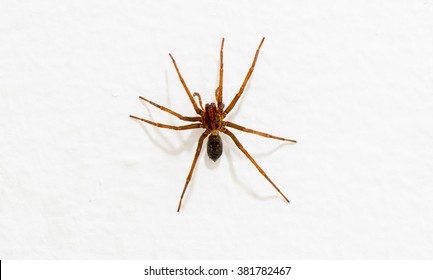 288 Spider In Bathroom Images, Stock Photos & Vectors | Shutterstock