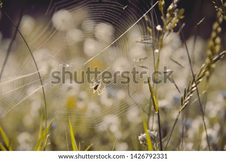 Similar – Foto Bild Sonnenstrahlfänger Natur