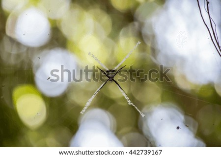 Similar – Foto Bild abstrakte Natur in einer dunklen Umgebung mit verschwommenem Hintergrund