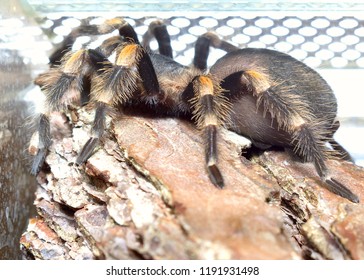 Spider Brachypelma Smithi, Age One Year