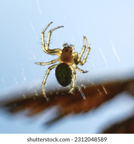 spider calm and strength in sun  - Shutterstock ID 2312048589