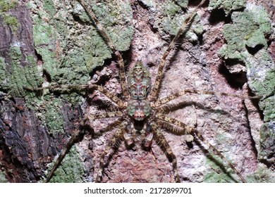 Spider camouflage on the surface of the bark.