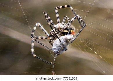 Spider Web Fly Hd Stock Images Shutterstock