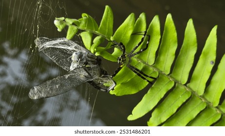 A spider capturing a dragonfly on a web over a green fern leaf. - Powered by Shutterstock