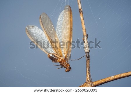 Spider capturing a flying termite with wet wings, ensnared in a delicate spider web adorned with dewdrops, set against a softly blurred blue background, chumphon in thailand.