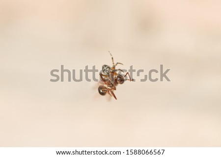 Similar – Bug on a windowsill Animal