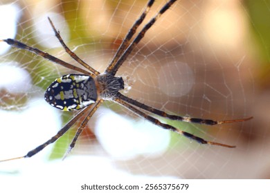 The spider is in the center of its web.