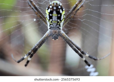 The spider is in the center of its web.