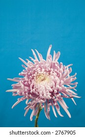 Spider Chrysanthemum