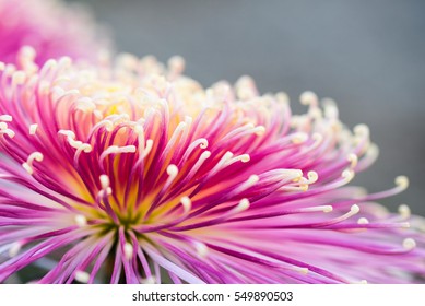 Spider Chrysanthemum