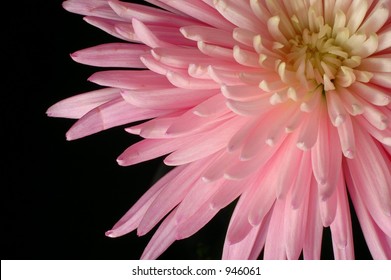 Spider Chrysanthemum