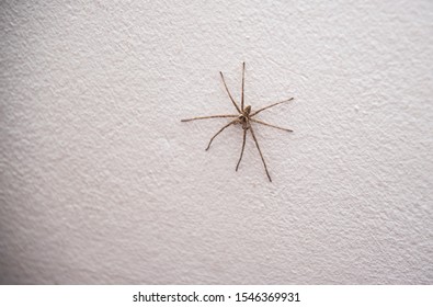 spider climbing on concrete wall