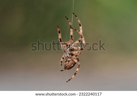 Spider climbing to the web