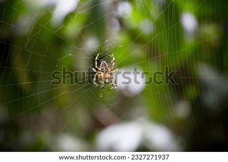 A spider clinging to its web, lying in ambush. Spider trap