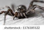 Spider close up