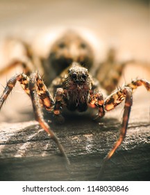 Spider close up 
