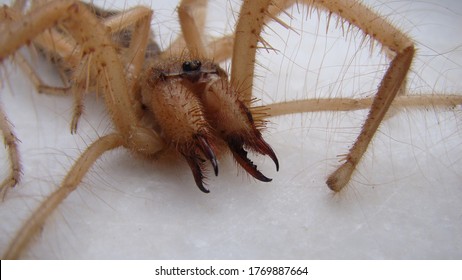 Sun Spider Images Stock Photos Vectors Shutterstock