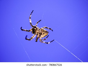 spider close up shot