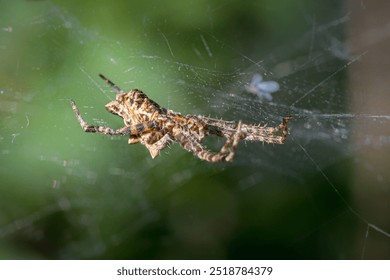 spider close-up in the middle of its web - Powered by Shutterstock