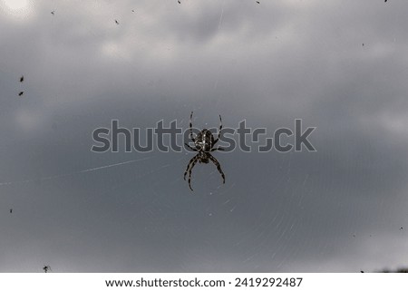 a spider in close-up, set against the breathtaking backdrop of the sky
