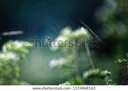 Similar – Image, Stock Photo Blue flower of globularia alypum on nature with sunlight