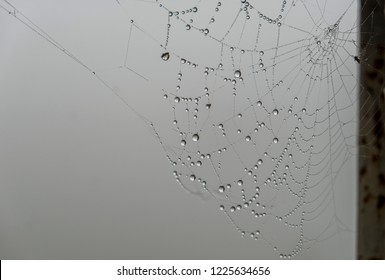 spider cob web 