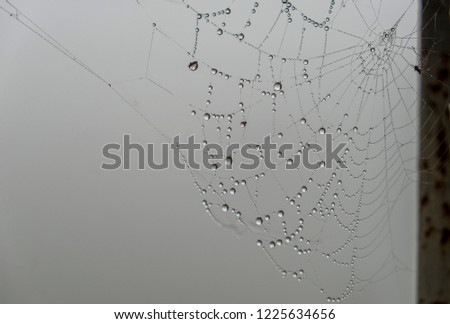 spider cob web 