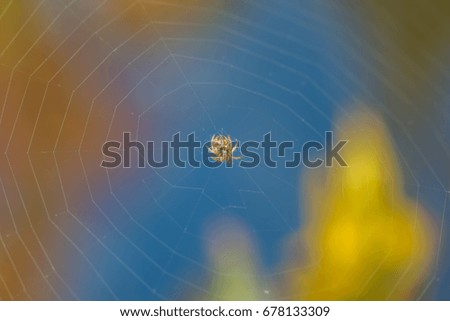 Similar – Image, Stock Photo spider Wild animal Spider