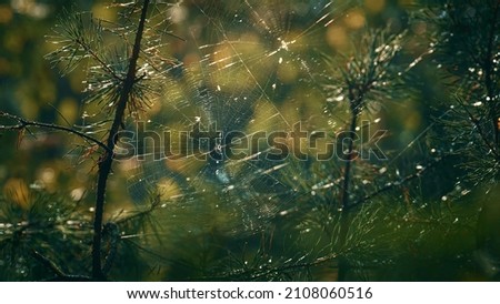 Similar – Image, Stock Photo green branches of needles on a white background