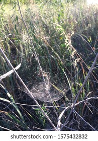 Spider Cocoon Grass Spider Web Stock Photo 1575432832 | Shutterstock