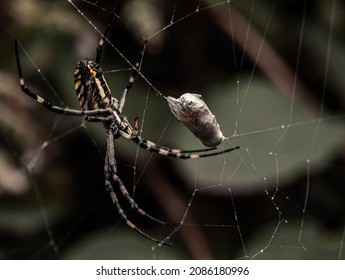 Spider Cocoons Prey Cocoon Cobwebs Stock Photo 2086180996 | Shutterstock