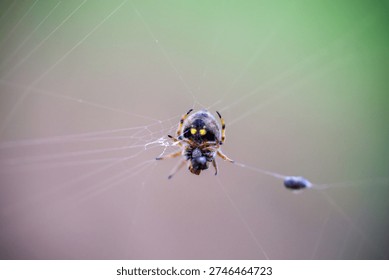 Spider constructing and waiting in its web, capturing dew drops in a blurred garden setting in soft morning light, creating a natural and delicate scene