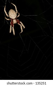 Spider in the corner of his web...