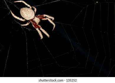 Spider in the corner of his web...