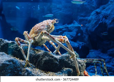 Spider Crab