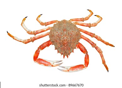 Spider Crab