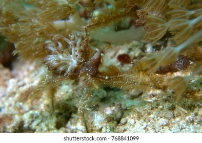 Spider crab, Achaeus spinosus