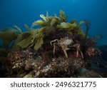 Spider Crab migration in Port Philip Bay