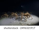 Spider Crab migration in Port Philip Bay