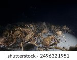 Spider Crab migration in Port Philip Bay