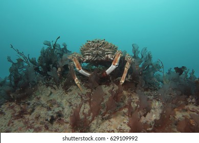 824 Reef spider crab Images, Stock Photos & Vectors | Shutterstock