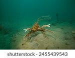 Spider Crab on annual march into Port Philip Bay