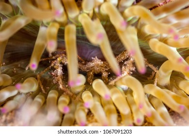 Spider Crab And Snakelocks Anemone