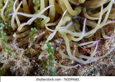 Spider Crab And Snakelocks Anemone