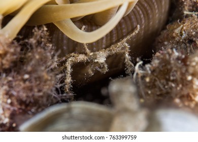 Spider Crab And Snakelocks Anemone