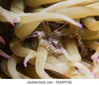 Spider Crab And Snakelocks Anemone